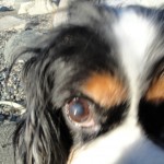 Alki