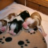 Patty's puppies