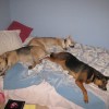brians dogs