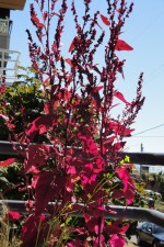 red spinach red spinach