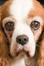 Murphy 1-7-12 my dying dog