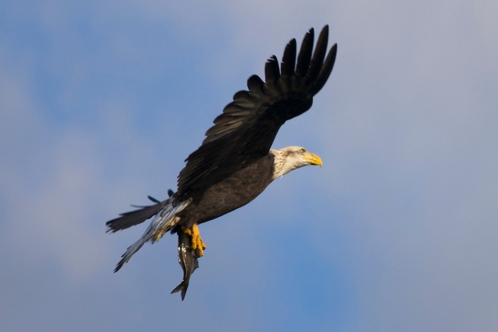eagle fishing gary jones