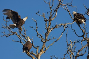 eagles 2012 gary jones